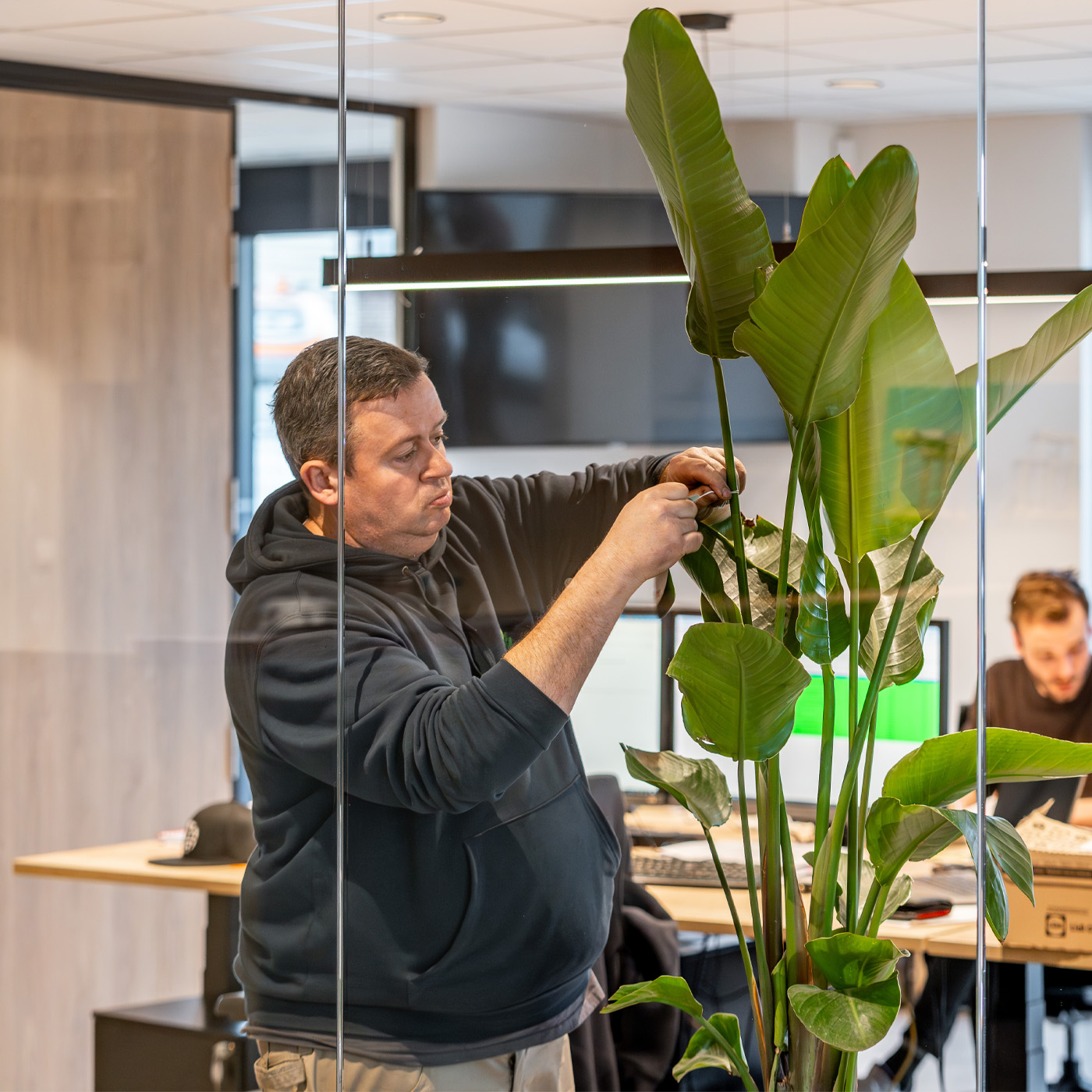 Employé entretenant une plante dans un bureau vitré - Medewerker verzorgt een plant in een glazen kantoor