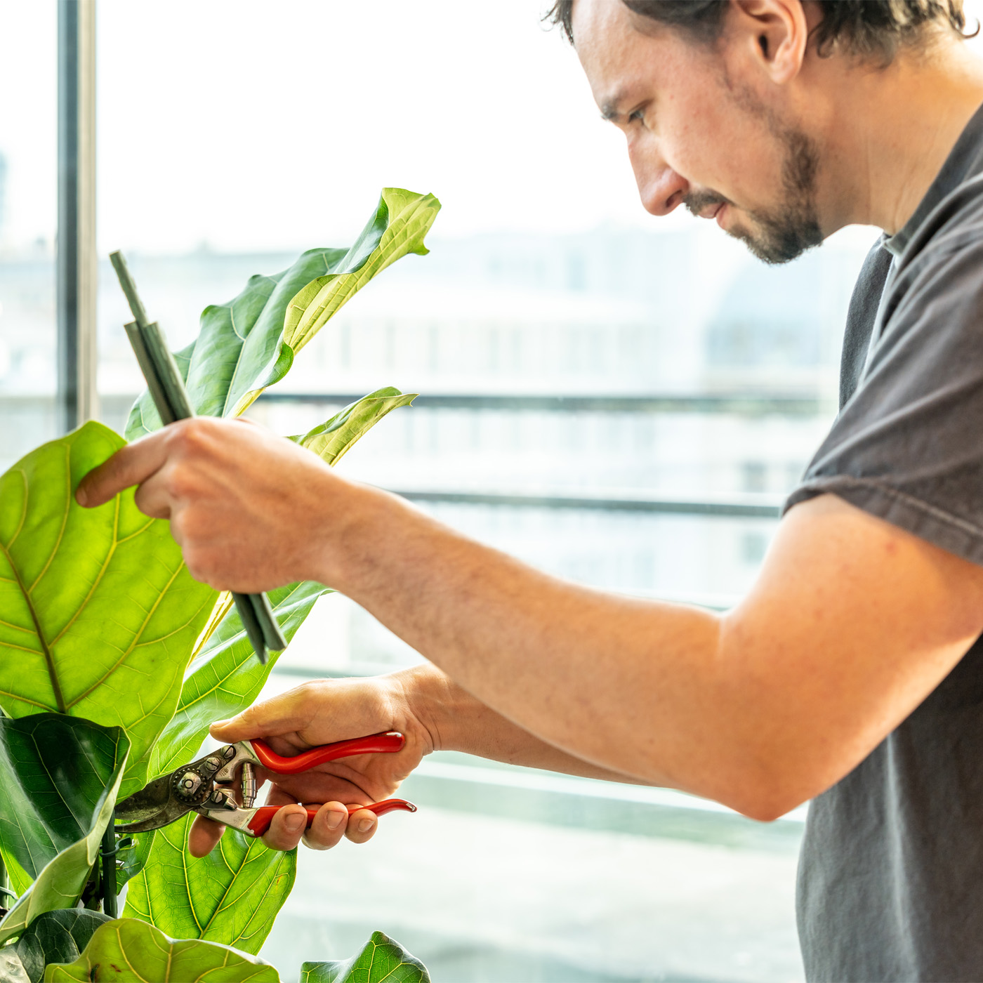Technicien taillant une grande plante verte dans un bureau - Technieker snoeit een grote kamerplant in een kantoor
