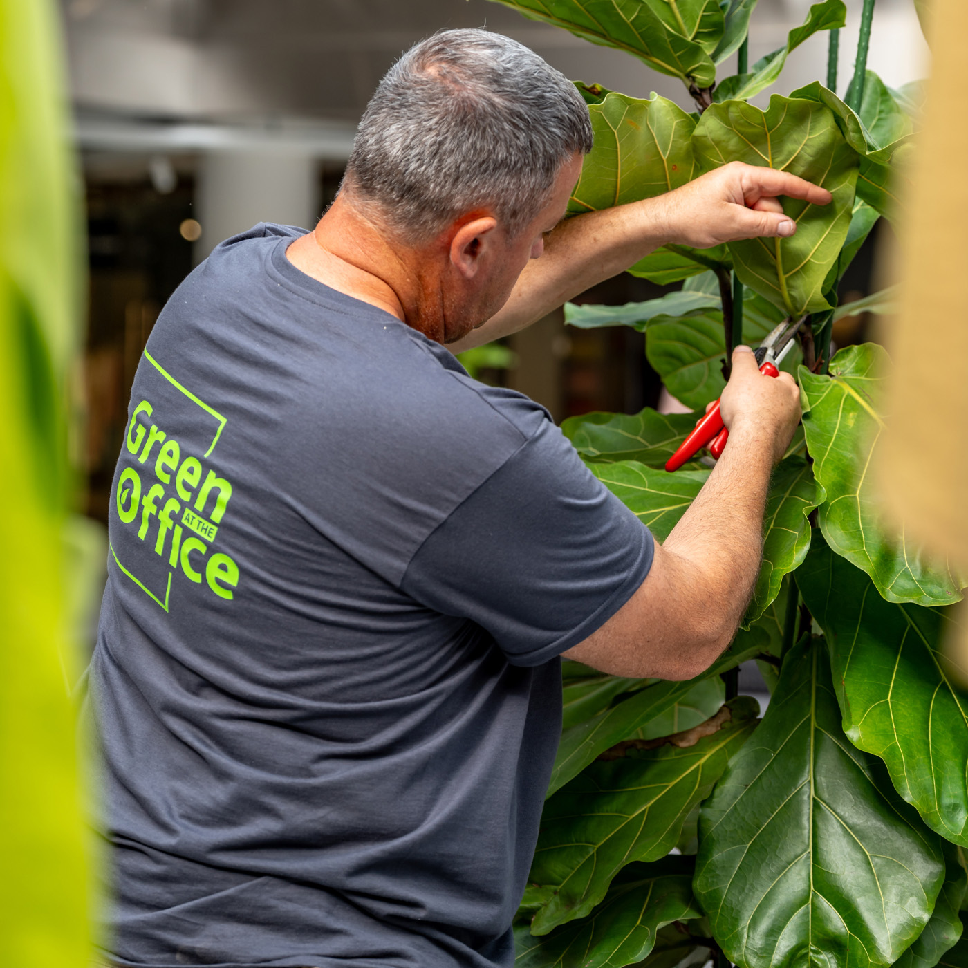 Technicien entretenant une grande plante verte dans un espace intérieur - Technieker verzorgt een grote kamerplant in een binnenruimte