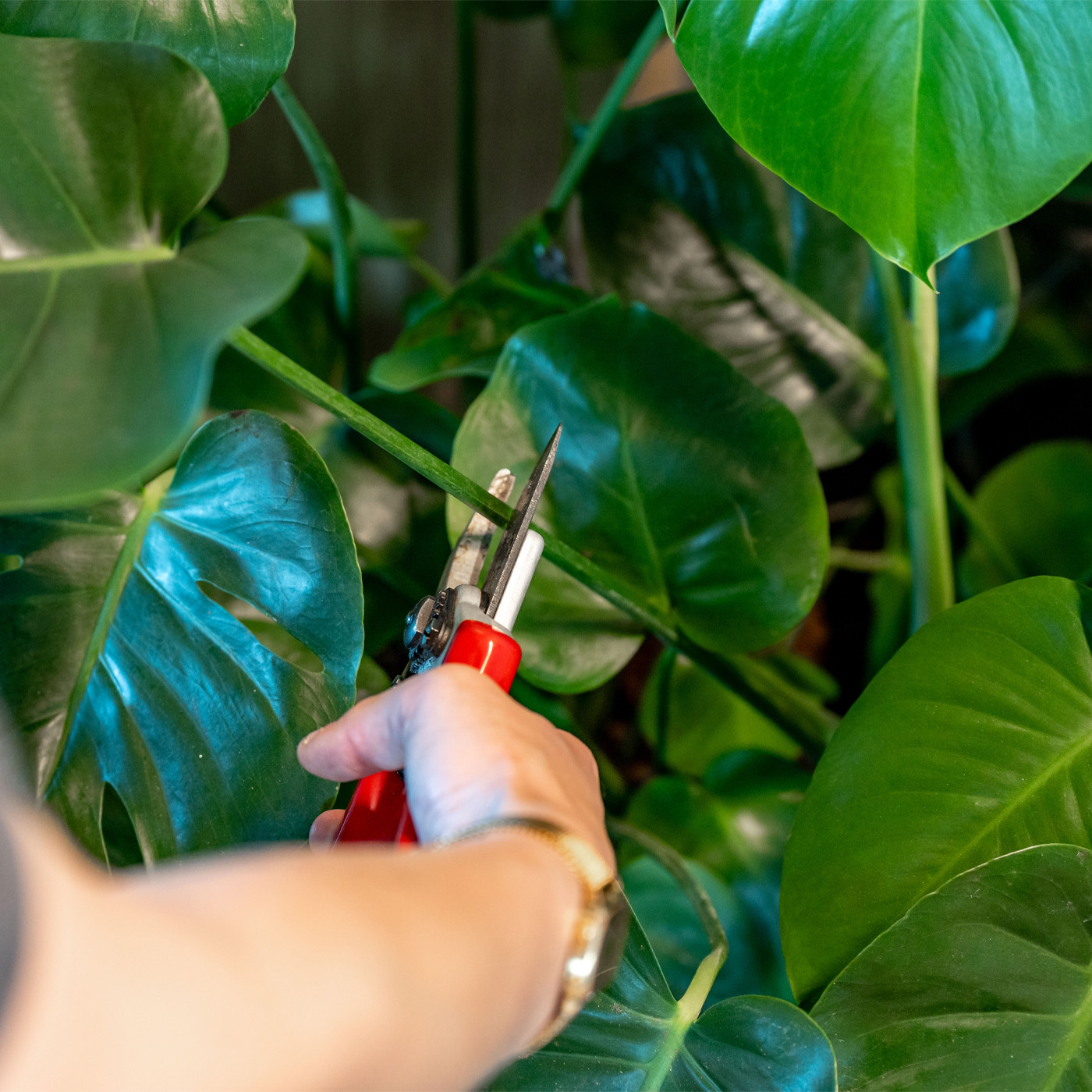 Main tenant un sécateur en train de tailler une feuille de monstera dans un espace intérieur végétalisé - Hand met snoeischaar snoeit een monstera-plant in een groen ingerichte binnenruimte